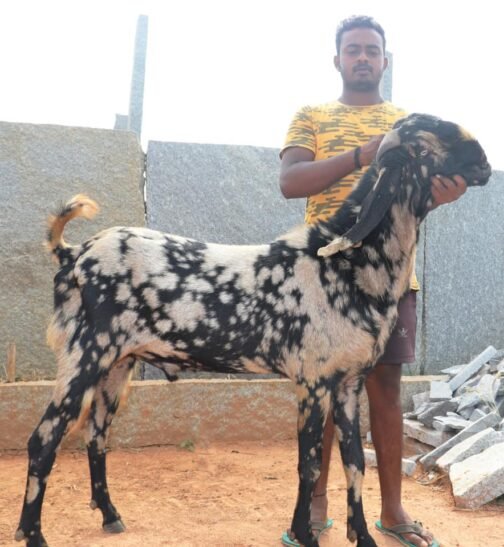 Beetal goat - Image 3