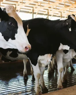 Holstein Friesian Cattle