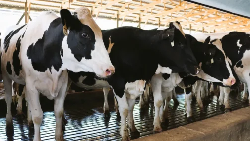 Holstein Friesian Cattle - Image 2