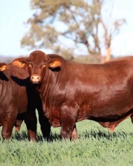 Santa Gertrudis cattle