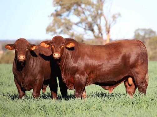 Santa Gertrudis cattle