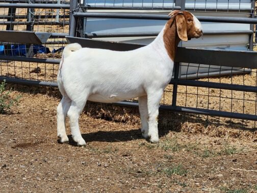Boer Goat - Image 4