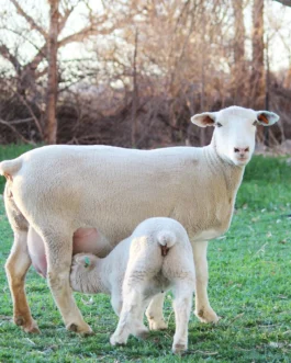 Dormer Sheep