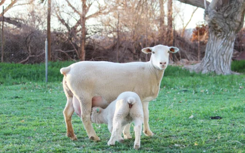 Dormer Sheep - Image 2
