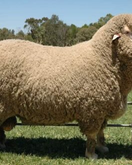 Mutton Merino Sheep