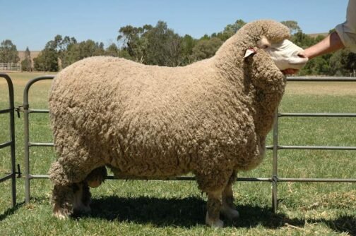 Mutton Merino Sheep