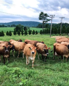 Jersey Cattle