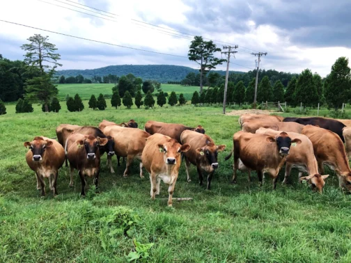 Jersey Cattle