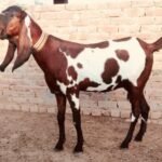 Beetal goat