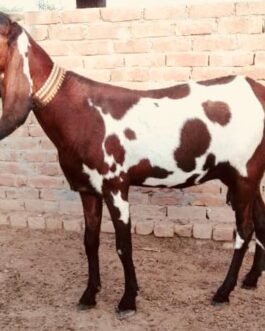 Beetal goat