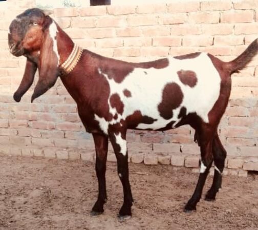 Beetal goat