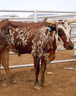 Sanga cattle