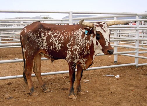 Sanga cattle - Image 2