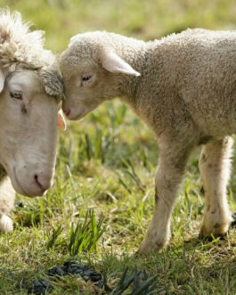 Merino Sheep