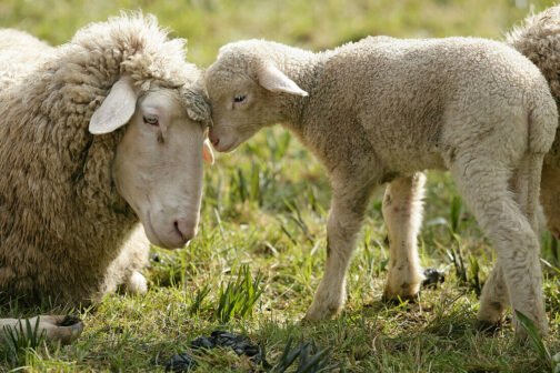 Merino Sheep