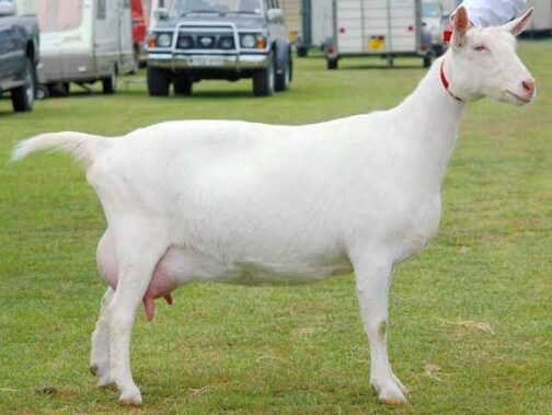 Saanen Goat - Image 3