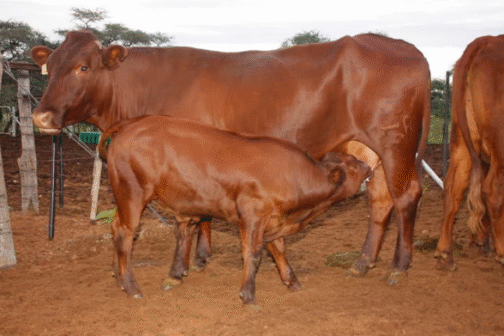 Bonsmara Cattle - Image 3