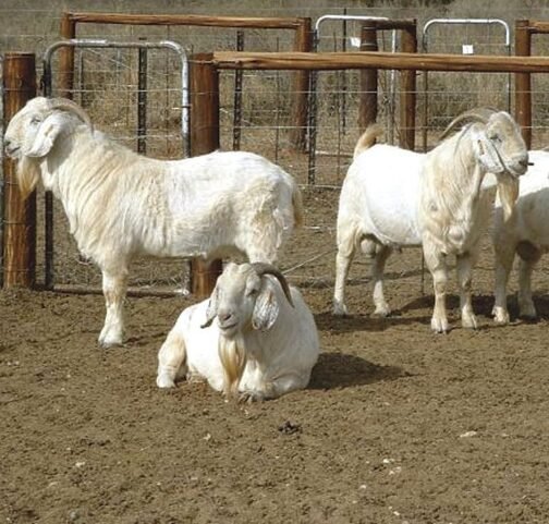 Savanna Goat - Image 3