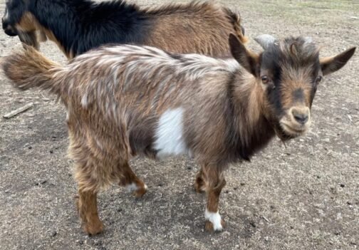Desi Goat - Image 3
