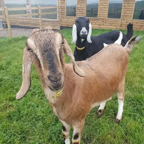 Nubian Goat - Image 3