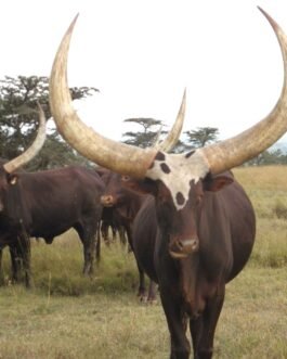 Ankole-Watusi Cattle