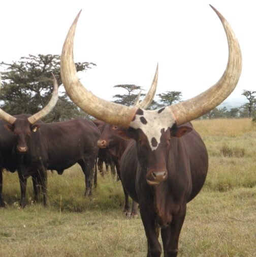 Ankole-Watusi Cattle - Image 2