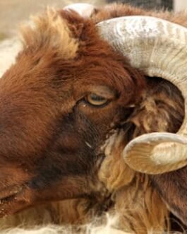 Awassi Sheep