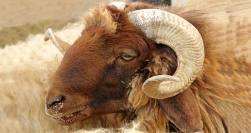 Awassi Sheep - Image 2