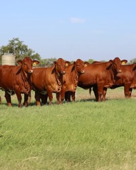 Beef Master Cattle