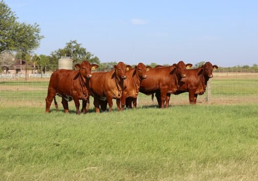 Beef Master Cattle - Image 2