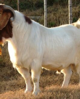Boer Goat