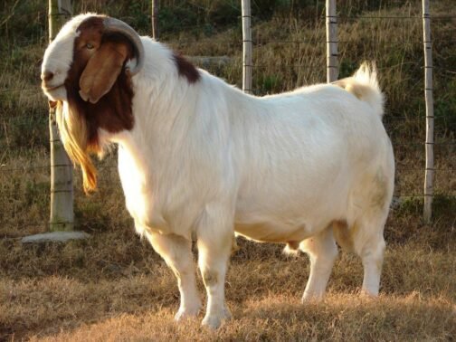 Boer Goat - Image 2