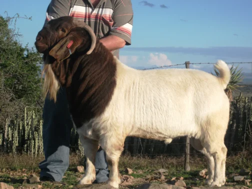 Boer Goat - Image 3