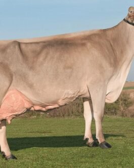 Brown Swiss cattle