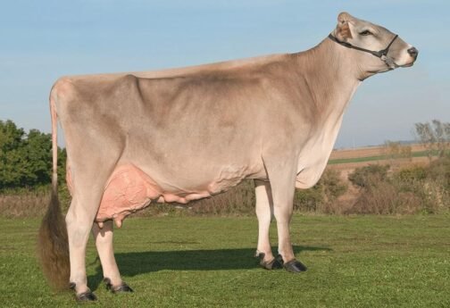 Brown Swiss cattle