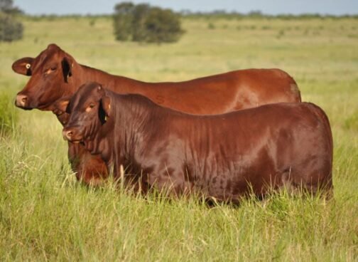 Santa Gertrudis cattle - Image 2