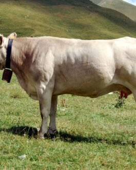 Parda alpina Cattle