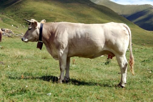 Parda alpina Cattle - Image 2