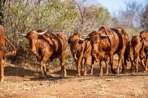 Afrikaner cattle - Image 3