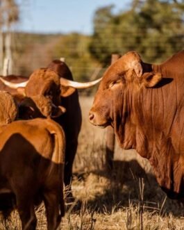 Afrikaner cattle