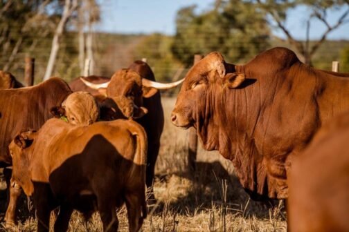 Afrikaner cattle
