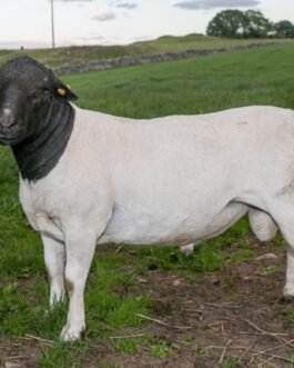 Dorper Sheep