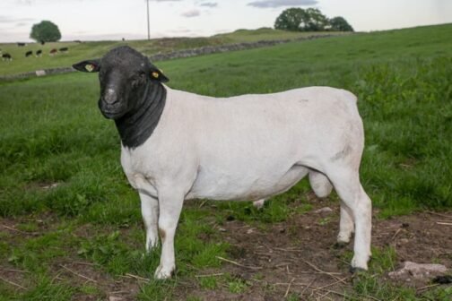 Dorper Sheep