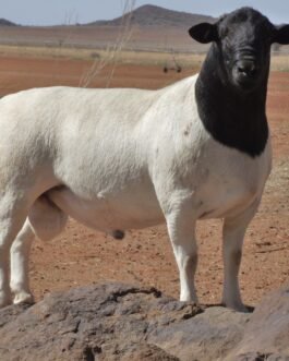 Dorper Sheep