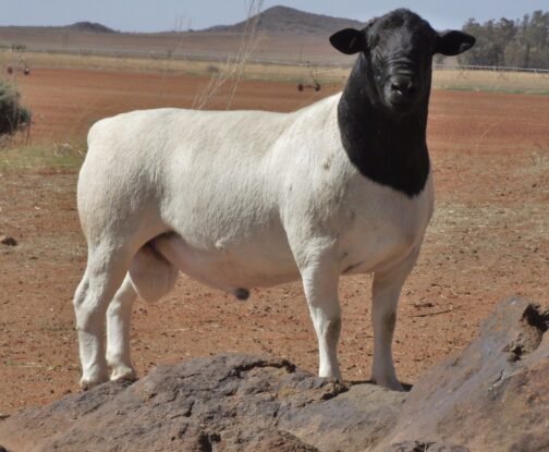 Dorper Sheep - Image 2