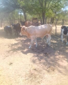 Tswana cattle