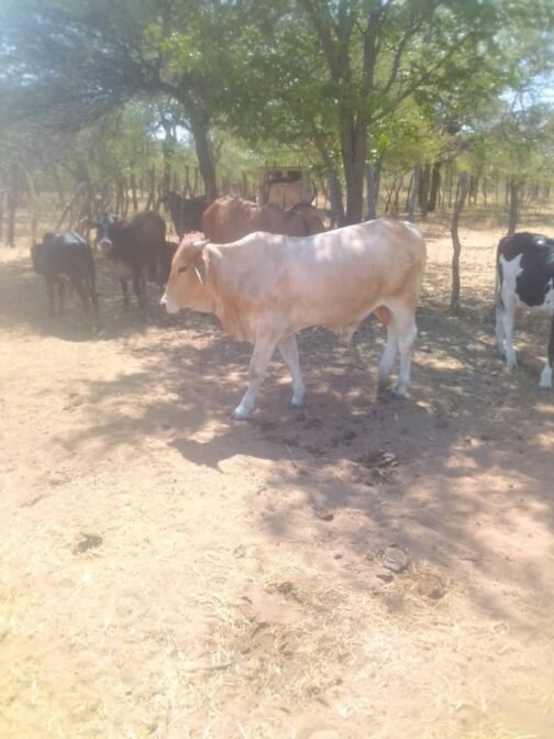 Tswana cattle