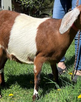 Nubian Goat