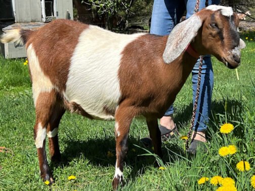 Nubian Goat - Image 2