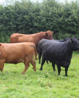 Angus Cattle